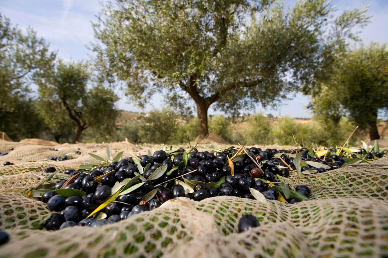 Zeytin Nasıl Hasat Edilir?